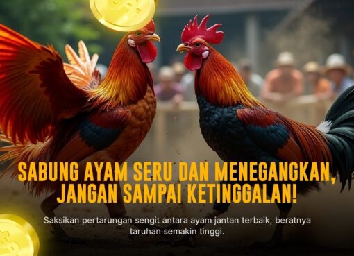 Mengenal Ayam Bangkok Sabung, Raja Adu Ayam Masa Kini