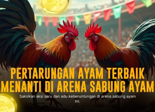 Mengenal Ayam Bangkok: Raja Sabung Ayam yang Legendaris